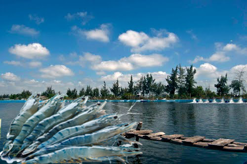 H&Oacute;A CHẤT DIỆT TR&Ugrave;NG AO NU&Ocirc;I T&Ocirc;M